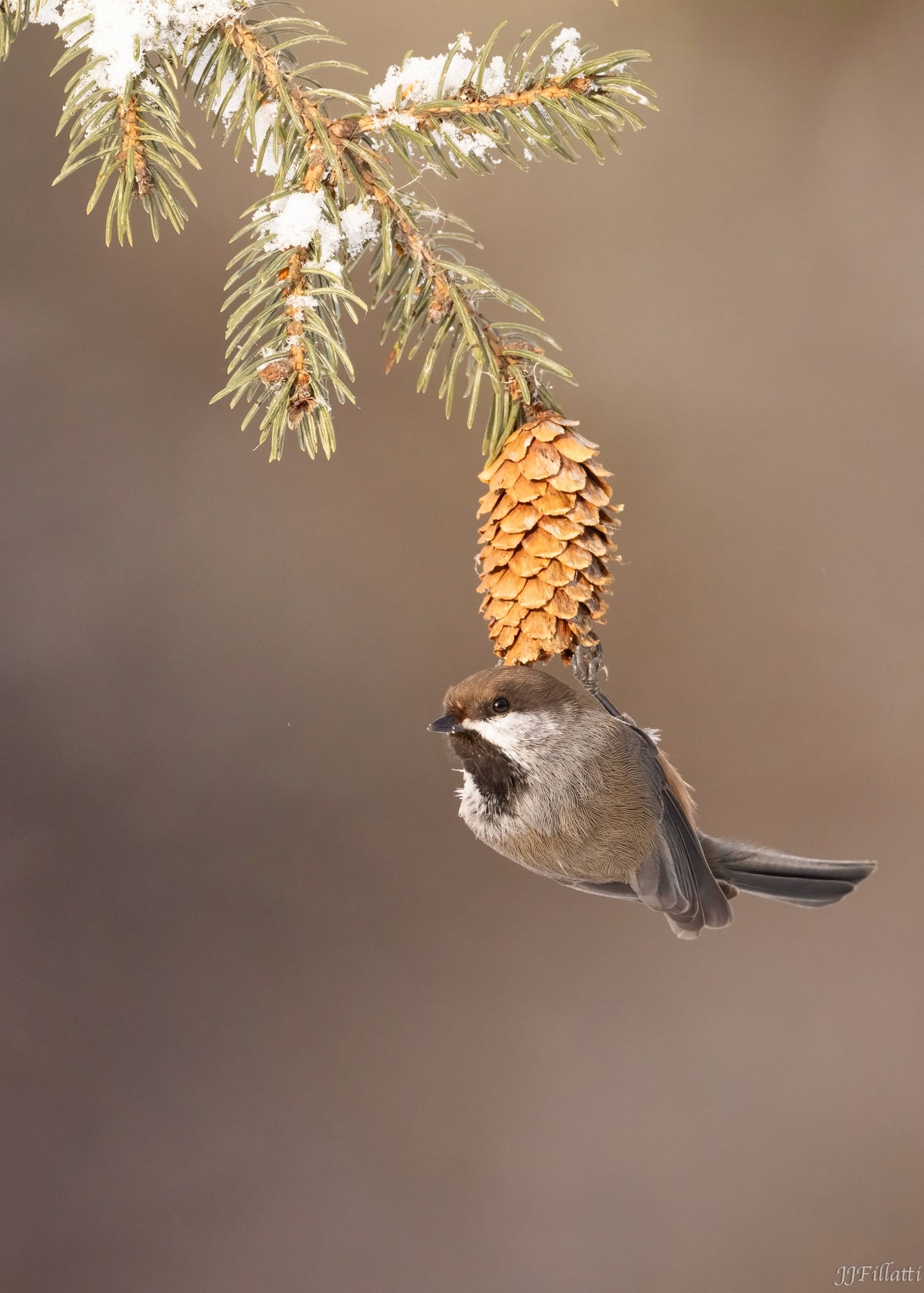 bird of homer alaska image 27